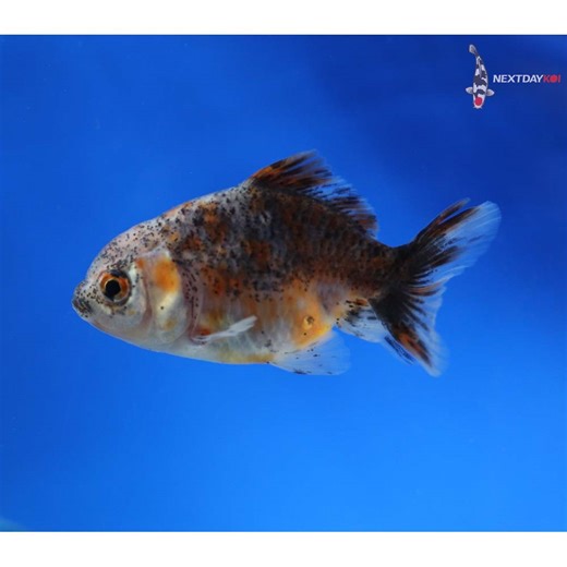 2.5” Imported Calico Oranda | Next Day Koi | Koi Fish For Sale