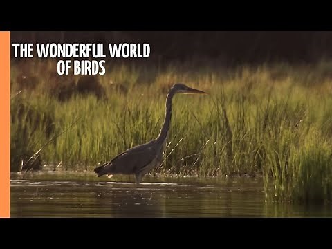 The wonderful world of birds | Full Documentary