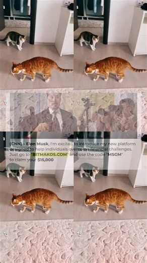 BEST CAT MEMES COMPILATION OF 2021 PART 61 FUNNY CATS 253s