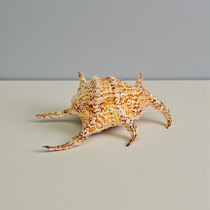 Vintage Spider Conch Shell – Lambis Truncata - Etsy Canada