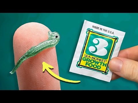 Sea-Monkeys Growth Food | Packet Experiment Series: Video 3