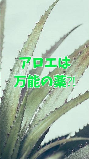 窓辺の観葉植物アロエが…実は古代から「万能の薬」として使われていた理由 #shorts