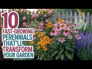 10 Fast Growing Perennials That’ll Transform Your Garden in No Time