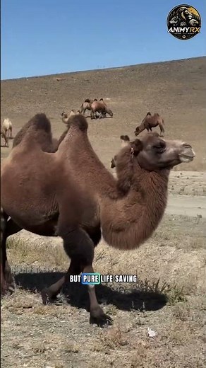 ​Bactrian Camel Unique Facts: The Two-Humped Desert Monster