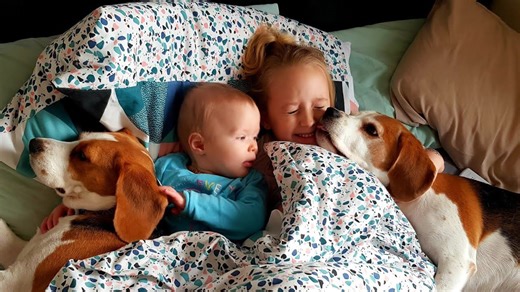 Beagles prove perfect for families with tiny babies
