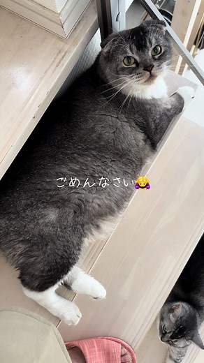 狭すぎる階段で猫の尻尾を踏んでしまった話