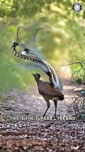 Superb Lyrebird 🐦 The Best MIMIC in Nature!