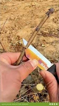 How to Graft Fruit Trees Step by Step | Beginner to Advanced Grafting Techniques for Mango, Guava