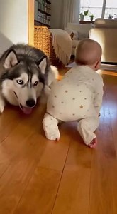Husky Follows Baby’s Crawling – Baby Claps for Sitting Husky! 🐾💖 husky baby bonding, baby claps husky, husky follows baby | AI Husky