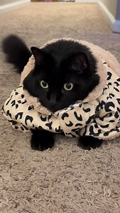 I am a mighty snow leopard! 🐆 . . . . #cutiepie #leopard #funnyanimals | Katsrkole