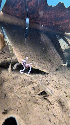 Sekumpulan ikan hias dekat daun pisang