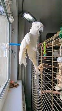 Crazy cockatoo freaking out at bright rope 🤣 #subscribe #funnyvideo #crazyparrot #funnybirds