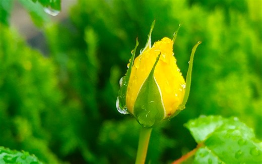 Genetics Reveals That All Roses Were Once Yellow | Genetics And Genomics