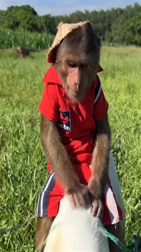 Super Smart! Enlist CUTIS Rides Goat Go Herding Cows #Cutis #monkey #babymonkey | Monkeys Clip