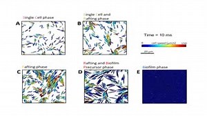 9.2K views · 129 reactions | This PNAS study, enabled by a high-throughput adaptive microscopy technique, combined with genetics, machine learning, and mathematical modeling, reveals the phase diagram of bacterial swarming and that cell–cell interactions within each swarming phase are dominated by mechanical interactions. #microbiology ow.ly/nEDU30nvSqb | PNAS | Facebook