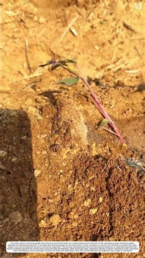 Manual Planting: How Careful Hands Turn Empty Ground into Productive Fields 