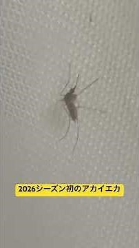 2026シーズン初のアカイエカ #アカイエカ #蚊 #モストップ #害虫防除技術研究所