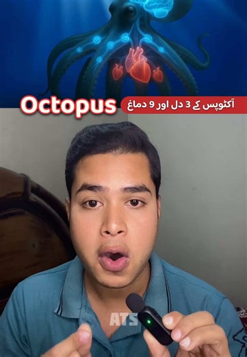 Amazing Facts About the Octopus: Nature's Intelligent Marine Life