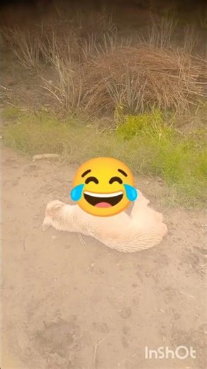 "When Dogs Start Arguing Back To Their Owner 😲😂"