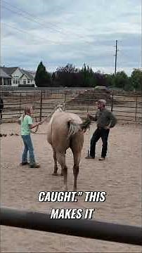 Catching Horses Expert Halter Techniques and Tips!