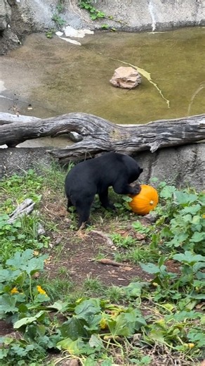 Oh my gourd it’s pumpkin season again 🎃 Believe it or not, the sun bears helped plant their own pumpkin patch this year, by naturally distributing pumpkin seeds that they’ve digested, right in their own habitat! Bulan and Pagi are smart enough to know to wait until they pumpkins are big and ripe enough to eat….then they get to shredding 🐾 🔪 📸: Keeper Marisa | Oakland Zoo