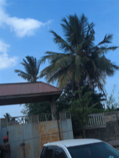 Weddings and Free Fire: The Trending Song Connection