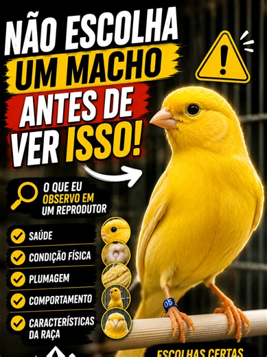 🐦 Não escolha um macho para reprodução apenas pela aparência! Na hora de formar um casal, eu observo muito mais do que uma ave bonita. Saúde, condição física, comportamento e características da raça fazem toda a diferença para uma boa temporada de reprodução. Neste vídeo mostro exatamente o que analiso antes de escolher um reprodutor aqui no Canaril Lap. ❓E você, qual é a primeira característica que observa em um macho reprodutor? Deixe sua resposta nos comentários! 👇 #Canario #Canaricultura #