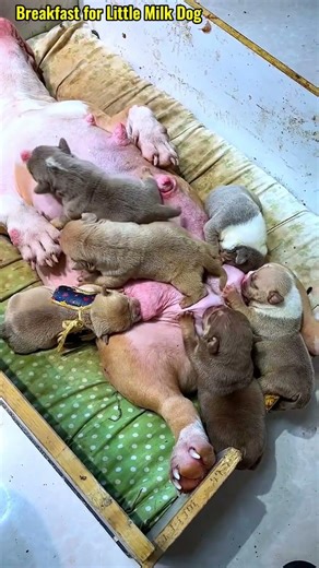사랑스러운 강아지와 함께하는 행복한 삶 #puppy #dogshorts