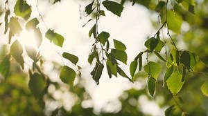 clip-1092294309-tranquil-natural-scene-warm-sunshine-over-birch