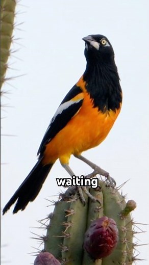 Why Do Birds Suddenly Appear Out of Nowhere? 🦜