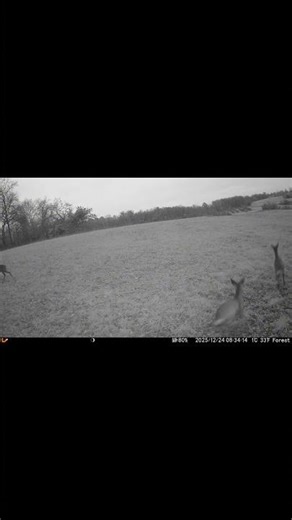 Wait for It…🦌 One Roe Deer Turns Into Three | Trail Camera Surprise