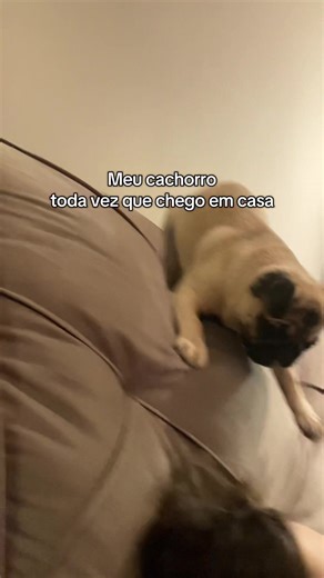COMO ASSIM VOCÊ FICOU 15 MINUTOS LONGE DE MIM??? #cachorro #pug