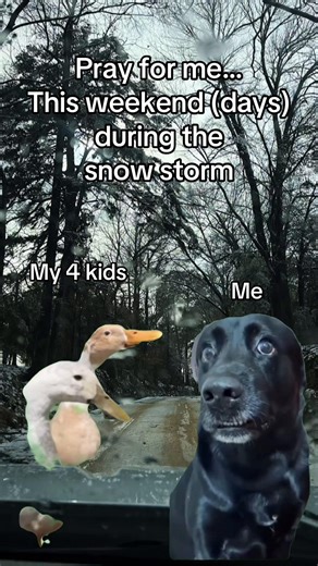 #Meme #MemeCut #foryoupage #fyp #icestorm