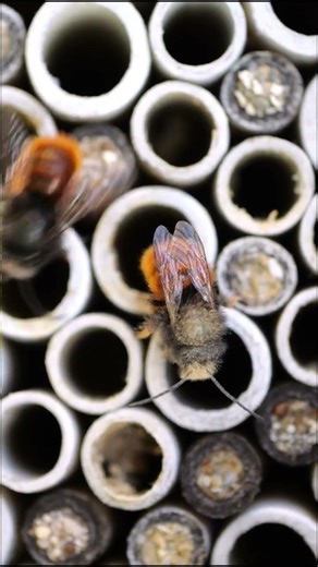 Did you know that not all bees live in hives or make honey? #wildlife #nature