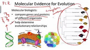 Evidence for Evolution - Example 5 ( Video ) | Biology