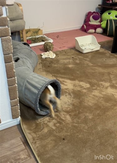 【うさぎ】驚愕❗️必見😋ウサギのイリュージョン‼️ #うさぎ #ラビッツ #rabbit #ペット #bunny #ミニレッキス #癒し #かわいい #驚愕 #必見