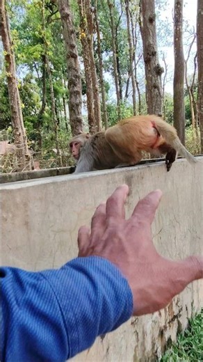 Amazing Nature : Monkey long jump 🐒 #Monkeyjump