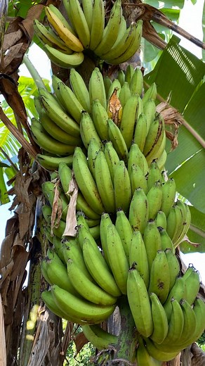 Get 50% off small and large Gros Michel banana boxes with code: GROSMICHEL50 💛 🍌 Gros Michel bananas used to be the main banana variety sold in the United States until commercial Gros Michel banana plantations were wiped out by the Panama Disease. 🍌 Now, this variety is grown small scale by banana enthusiasts for its sweet banana candy flavor. 🍌 They were the original bananas used for banana splits and in our opinion these are the best bananas for smoothies. ➡️ miamifruit.org 🌈 #grosmichelb