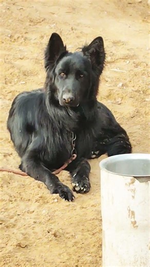 big size black German shepherd import Richerd bold son #germanshepherd #germanshepheard #slowmotion