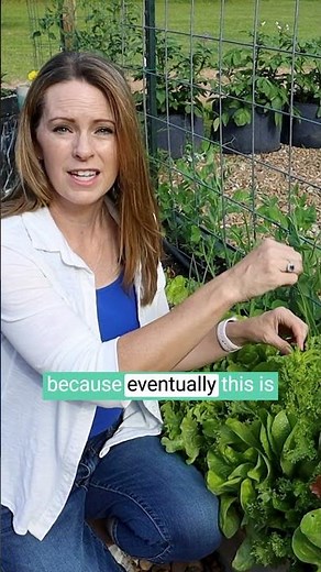 Lettuce Bolting? Sad but normal.