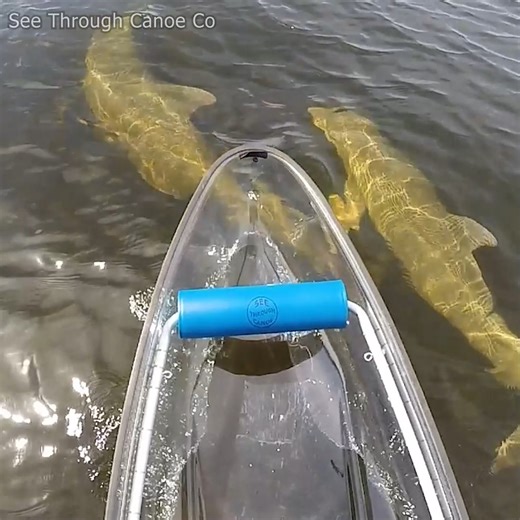Playful dolphins keeping me company while kayaking in a clear kayak to a small island. Dolphins make great company, they don't talk much, but neither do I 🙂 #animals #Awesome #nature #explore #tbt #florida #kayak | See Through Canoe