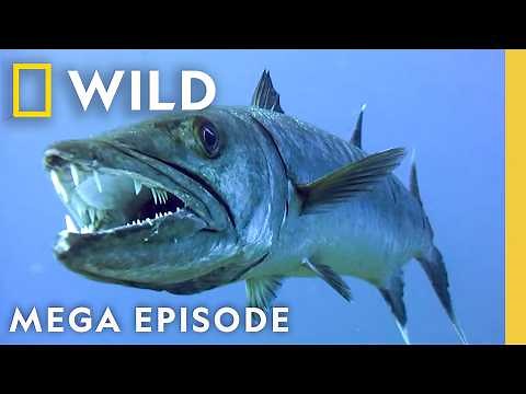 Die Hard, In Cold Blood, & Underwater Killers | World's Deadliest MEGA Episode | Nat Geo Animals