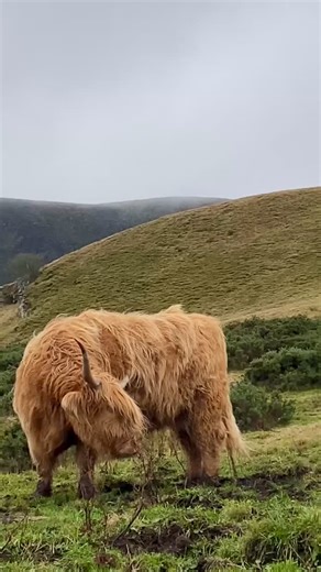 7.6K reactions · 91 comments | Highland cattle are known around the world for their distinctive long horns and wild, shaggy coats. The breed originated in the west of Scotland, with written records going back to the 18th century, and the first breed society formed in 1884. The herds (or folds) like their reputation, have gone global, with numerous breed societies in different countries. #highlandcow #coos #highlandcattle #edinburgh #scotlandtrip #scotland2025 | Scotland Unplugged | Facebook
