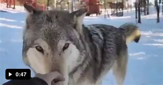 Size of Grey Wolves compared to normal humans - Animals