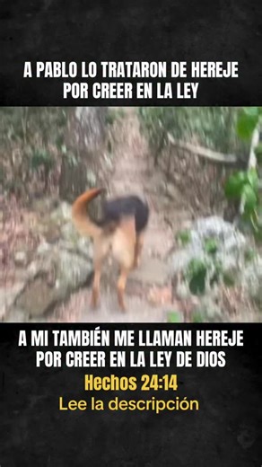 Sergio Ansama on Instagram: "🔥📖 A Pablo lo trataron de hereje por creer en la Ley… y a mí también me dicen hereje 📖 Hechos 24:14 “Pero esto confieso, que según el Camino que ellos llaman herejía, sirvo al Dios de mis padres, creyendo todas las cosas que están escritas en la Ley y en los Profetas.” Pablo no se defendió negando la Ley. Se defendió afirmándola. ⚖️ 1. ¿Por qué llamaron hereje a Pablo? Porque: no rechazó la Torá, no abandonó a Moisés, no fundó una religión nueva 👉 Siguió adorando