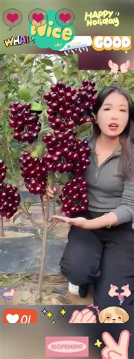 How to Grow Cherry Trees in Pots for Home Gardens