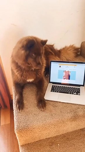 Reply to I am Embark DNA tested and AKC certified witches. #siberianhusky #raredog #ijusttookadnatest #YouShouldKnow #dnatest | Huskyquoi SeQuoi Tenko