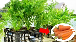 11K views · 249 reactions | How To Grow Carrots In A Super Big Plastic Container | Balcony Garden Ideas | Facebook