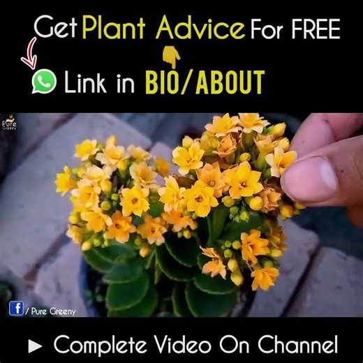 What Benefits Ideal Fertilizer Provides to Flowering Plants?