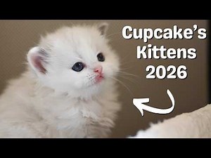 Ragdoll Kittens Growing up with Mother Ragdoll Cat 🐱 Cute Kittens Meowing